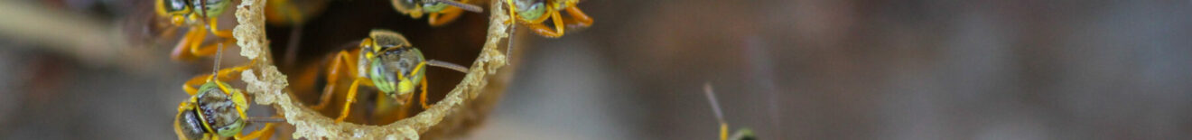 Carrefour des Sciences et des arts